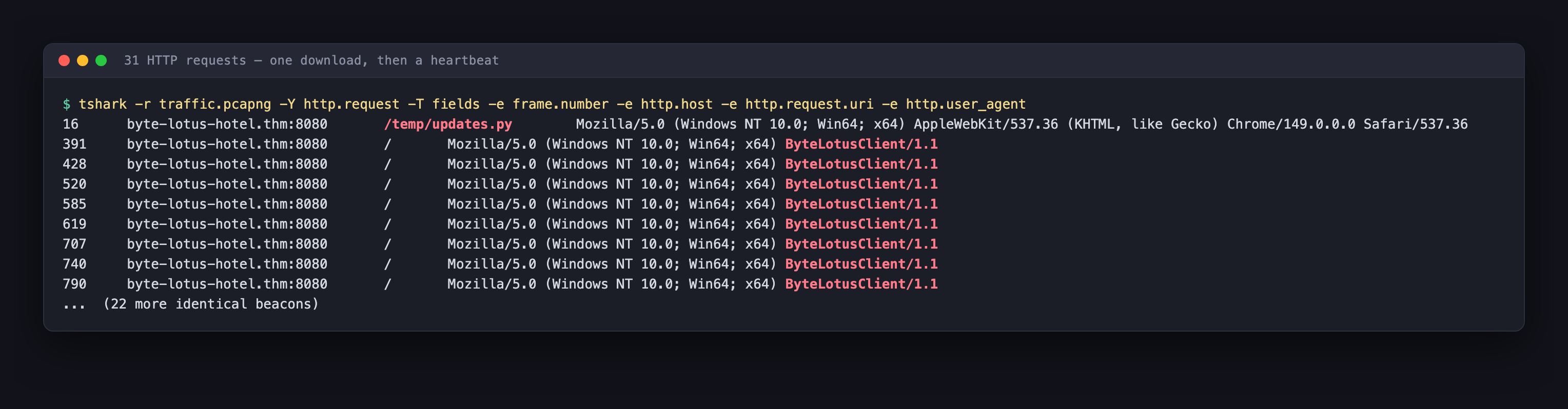 List of 31 HTTP requests to byte-lotus-hotel.thm port 8080, one for /temp/updates.py from Chrome and thirty for / from ByteLotusClient 1.1